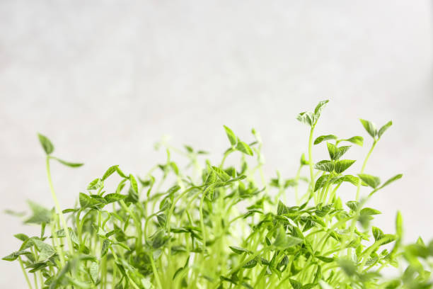 istock Plant sprouts Bean sprouts are vegetarian 1387821279