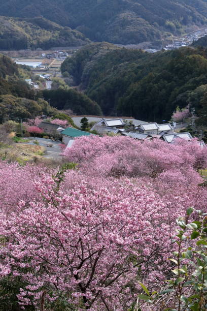 istock Soudayama wrapped in spring colors,Yukiwari cherry blossom tree (Susaki City, Kochi Prefecture) 1387821502