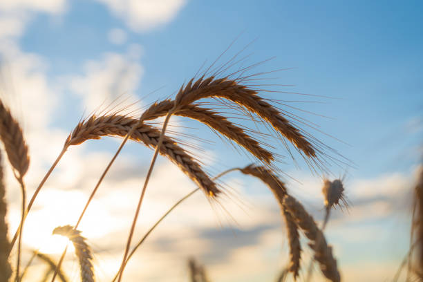 istock Golden wheat field on sunny day in summer 1387822705