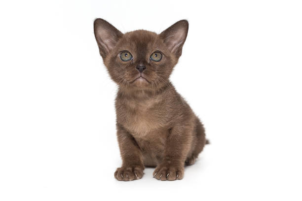 piccolo gattino color cioccolato - burmese culture foto e immagini stock