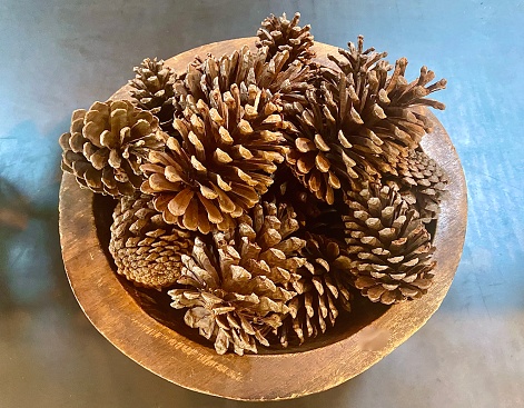 Horizontal close up still life of wood bowl filled with decorative bunch of dried open conifer pine cones on concrete table