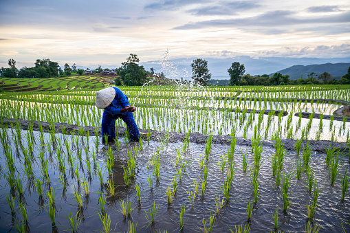 Farmer watering in the rice field. Farmers farming on rice terraces. Ban Pa Bong Piang, Thailand.