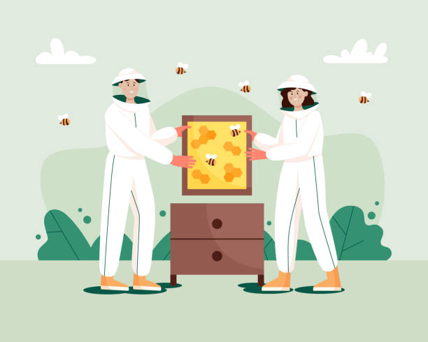 ilustrações de stock, clip art, desenhos animados e ícones de man and woman in hat and protective uniform with a honeycomb frame and beehive. beekeeping workers in uniforms. - apicultor ilustrações