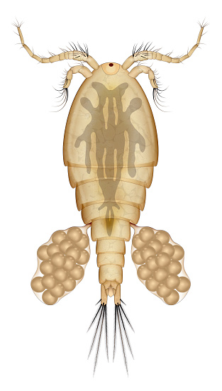 Cyclops is one of the most common genera of freshwater copepods, comprising over 400 species. Together with other similar-sized non-copepod fresh-water crustaceans, especially cladocera, they are commonly called water fleas
