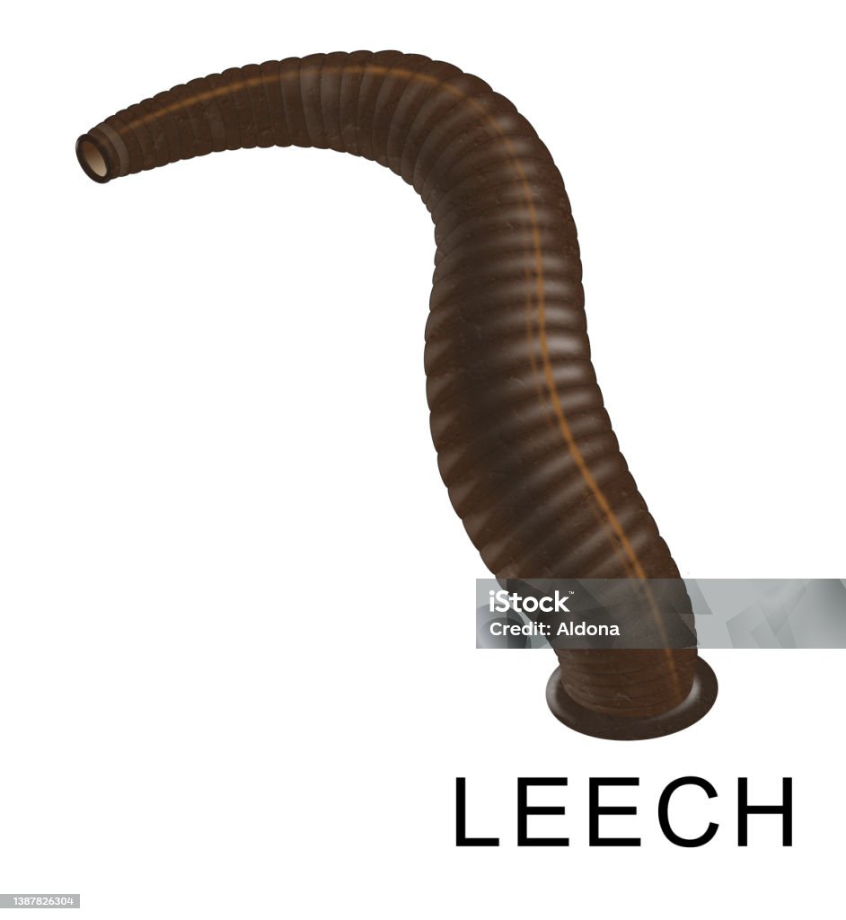 Đỉa Là Loài Giun Ký Sinh Hoặc Săn Mồi Phân Đoạn Bao Gồm Lớp Phụ ...