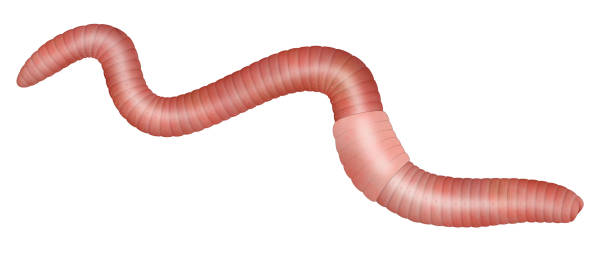 Common earthworm illustration against white background Lumbricus terrestris is a large, reddish worm species thought to be native to Western Europe, now widely distributed around the world (along with several other lumbricids). In some areas where it is an introduced species, some people consider it to be a significant pest for out-competing native worms. heart worm stock illustrations