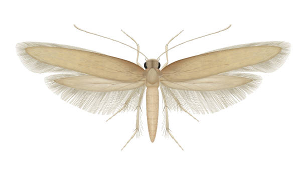 Tineola bisselliella. Common clothes moth Tineola bisselliella, known as the common clothes moth, webbing clothes moth, or simply clothing moth, is a species of fungus moth (family Tineidae, subfamily Tineinae) tineola stock illustrations