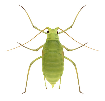 The greenbug, or wheat aphid (Schizaphis graminum), is an aphid in the superfamily Aphidoidea in the order Hemiptera. It is a true bug and feeds on the leaves of Gramineae (grass) family members. Its original distribution is the Palaearctic, but it has been introduced to other parts of the world.