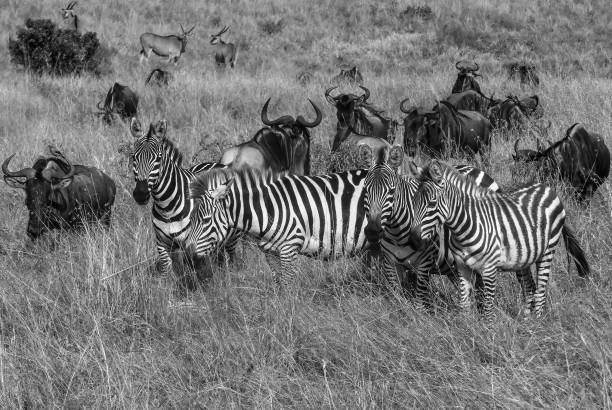 istock Plains Zebra at wild with Wildebeest Antelope 1387827603