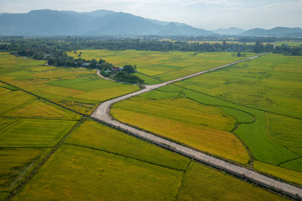 istock Rice harvest season 1387828389