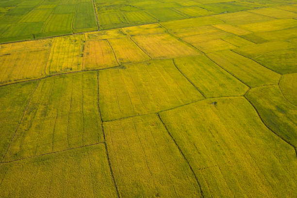 istock Rice harvest season 1387828569