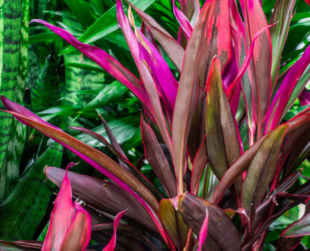 istock Colorful plants among green plants 1387830322