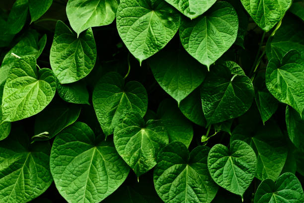 istock Green organic background.Copy space for text. 1387830415