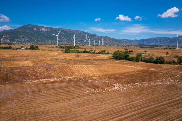 windräder auf reisfeld - phan rang stock-fotos und bilder