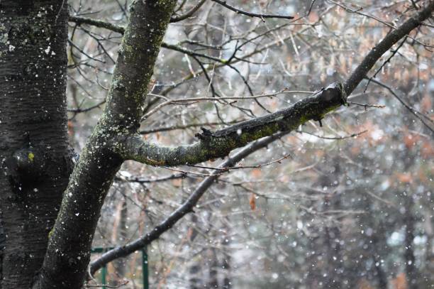 istock wood and snow as it falls 1387832393