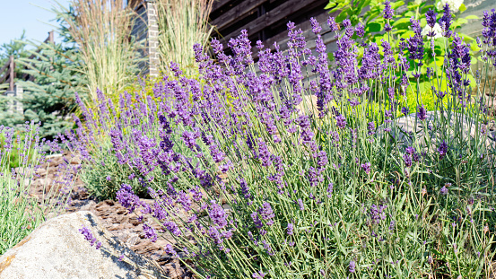 Luxurious lavender bush close-up. Lavender blooms fragrantly in the Provencal garden. Landscape design in the Mediterranean style. Raw materials for cosmetic ingredients and culinary fragrances.
