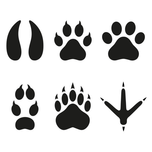 ilustrações de stock, clip art, desenhos animados e ícones de traces of animals on a white background - bird footprint