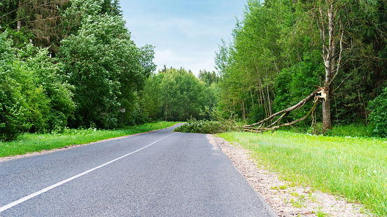 A tree that fell on the road after a storm. The road is blocked by a fallen tree after a thunderstorm. The tree lies on the road, blocking the passage of cars. Natural disasters.
