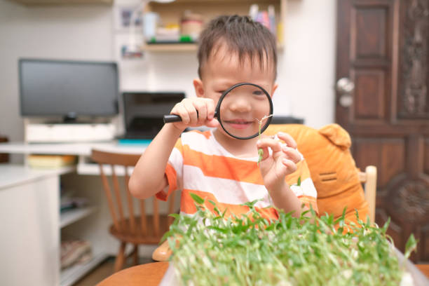 homeschooling, cute little asian kindergarten boy child growing bean sprouts using cotton wool - cotton smooth green plant imagens e fotografias de stock