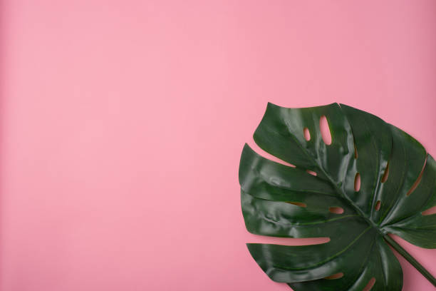 istock Green leaf of monstera on a pastel pink background. 1387834202