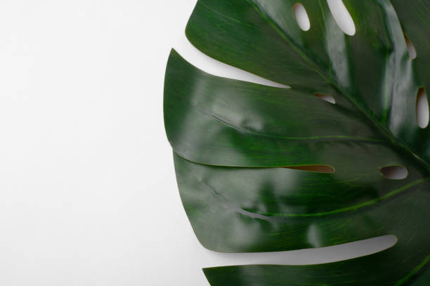 istock Green leaf of monstera on a light background. 1387834203