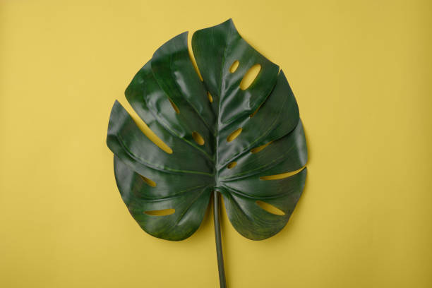 istock Green leaf of monstera on a yellow background. 1387834204