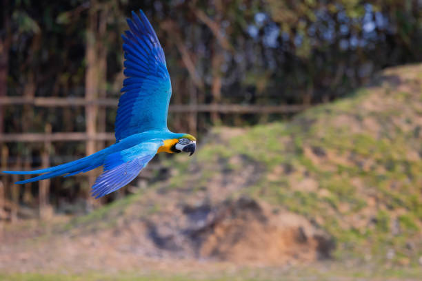 istock Parrot Ara in flight, in nature reserve. 1387836650