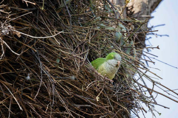 Five Monk Parakeets (Myiopsitta monachus), or “Loro” to the locals, a widespread and common Chilean species, perch on a garden fountain in a suburban Santiago garden. Originally centred on the plains of Argentina, this species has become more widespread in South America and, through the pet-trade, managed to colonise parts of North America.