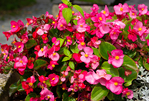 A hanging basket of orange Impatiens