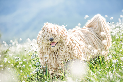 Hungarian puli dog on green grass and white flowers n the Carpathian mountains, Ukraine, Europe.