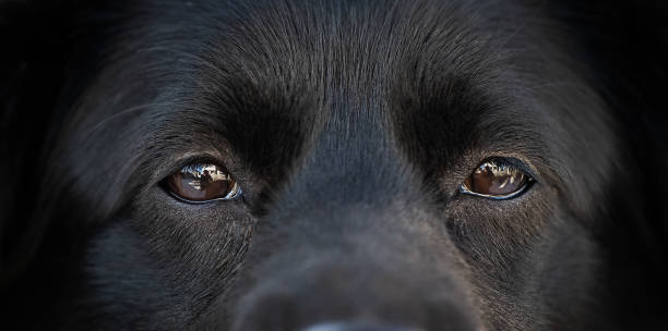 istock Dog's eyes looking into the camera, animals background, dramatic deep look 1387837775