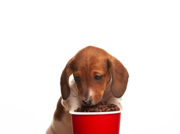 istock image of dog coffee cup white background 1387838653