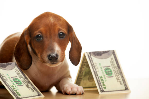 istock image of dog money white background 1387838740