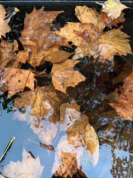 istock Yellow Autumn Leaves in Water 1387839535