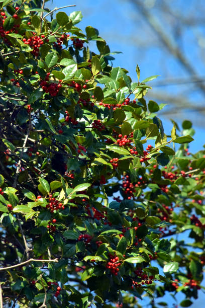 istock Holly Winterberries in Early Spring 1387839906