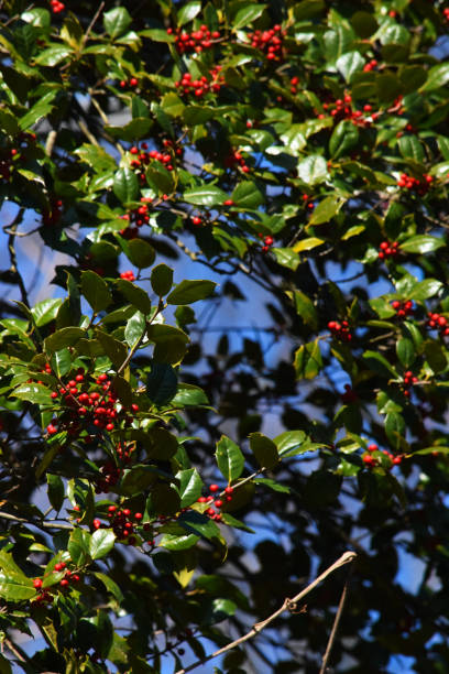 istock Holly Winterberries in Early Spring 1387839910