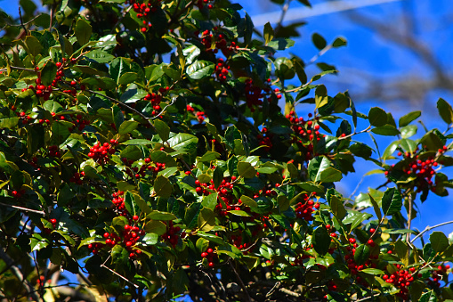 Holly tree section with bright winterberries