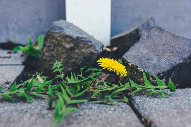 istock single dandelion in front of little rocks 1387840979