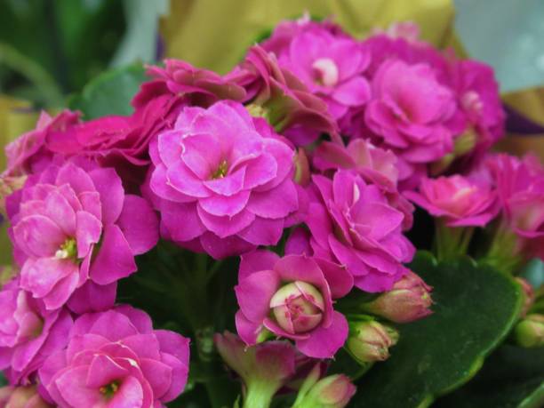 pretty bright closeup różowe kalanchoe kwiaty - kalanchoe zdjęcia i obrazy z banku zdjęć