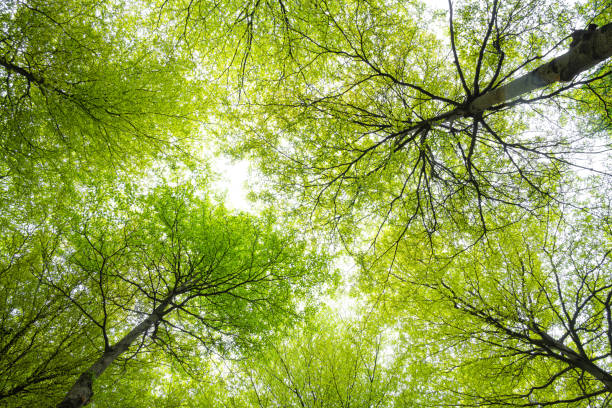 istock low angle view of tall trees with green leaves in springtime 1387844806