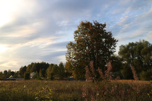 trees and field in the village on a summer evening
