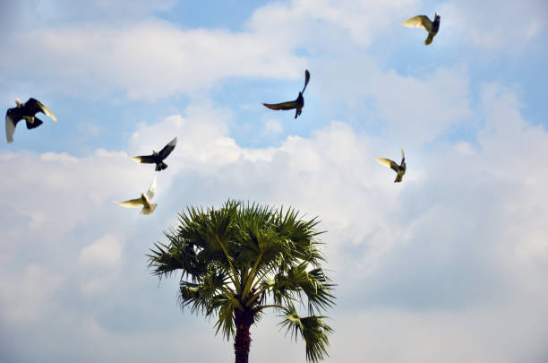 Tall Asian palmyra palm tree or tala, wine or ice apple palm tree standing alone against the cloudy sky. A flock of domestic pigeons or home doves flying over the green palm tree.