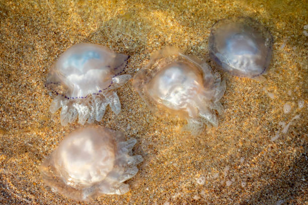 istock Jellyfish on the sea sand 1387846540