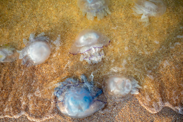 istock Jellyfish on the sea sand 1387847058