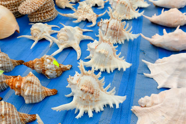 Seashells on a blue background put up for sale on the stand in Kolobrzeg in Poland