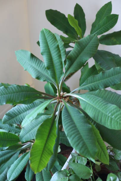 istock tropical plants in the office 1387847394