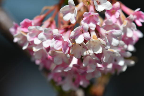 istock Macro of a fragrant viburnum 1387847428
