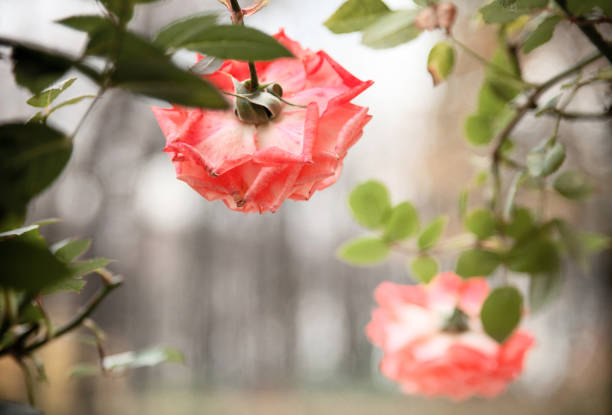 delicate peach roses. flowers close-up rear view