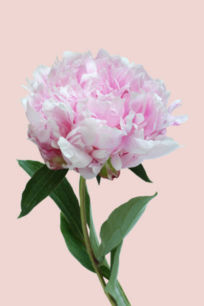istock Light pink peony flower on light pink background. Closeup. 1387848762