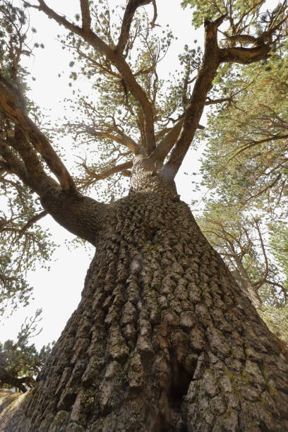 View into the height along a trunk of an approximately 1300 years old pine tree stock photo